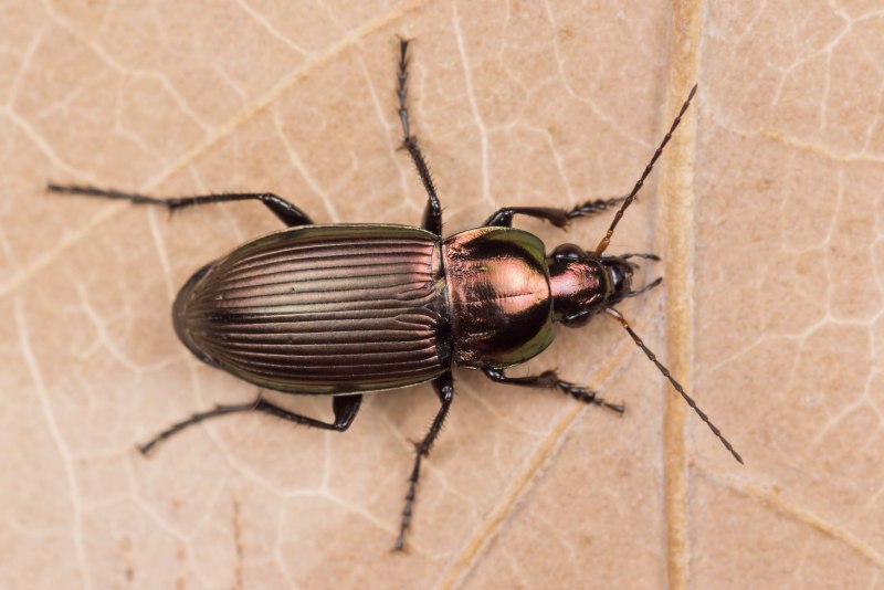 Жужелицы Poecilus cupreus