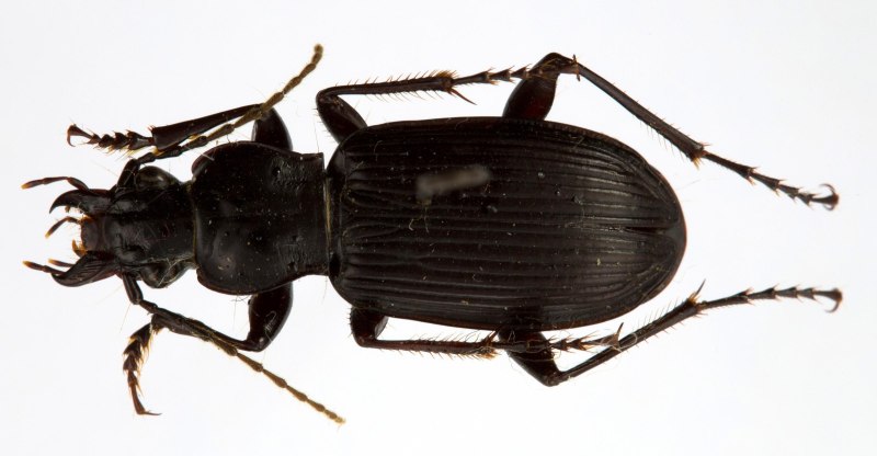 Pterostichus Leptis