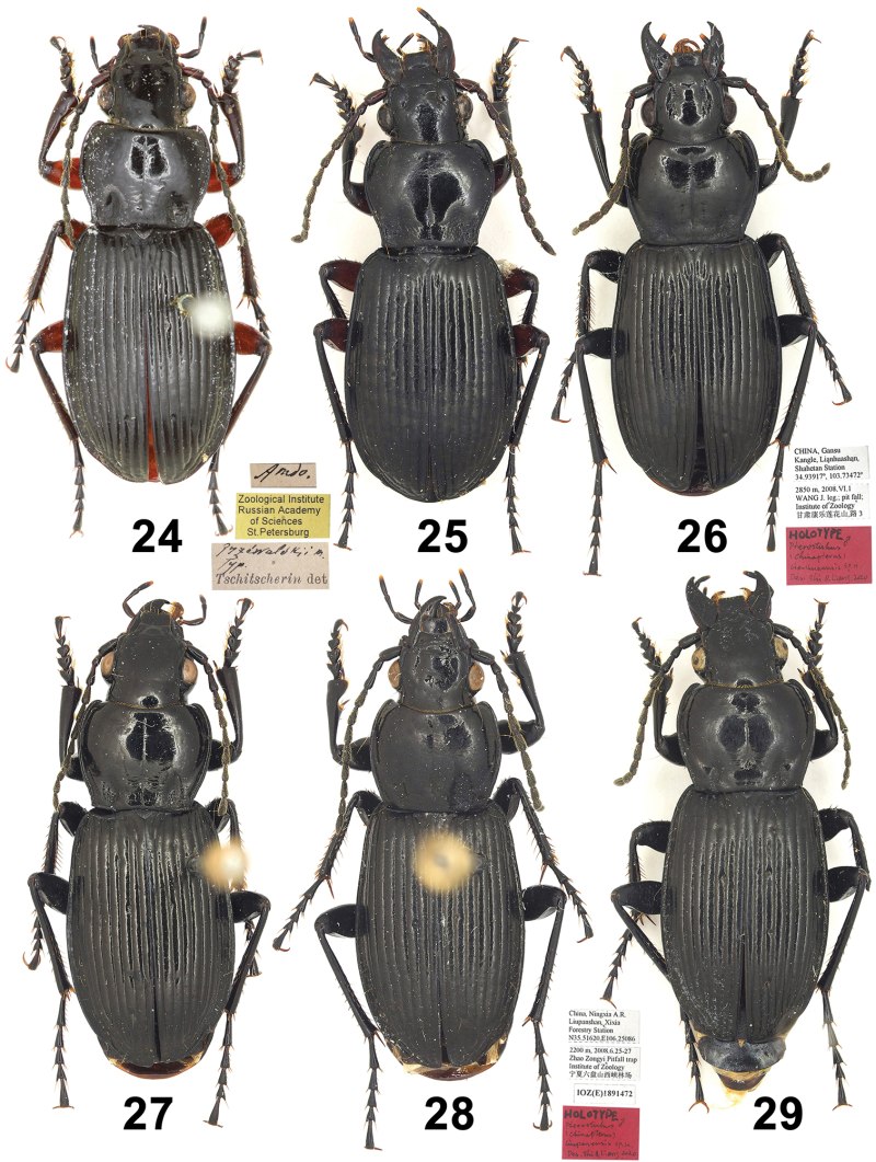 Pterostichus quadraticollis