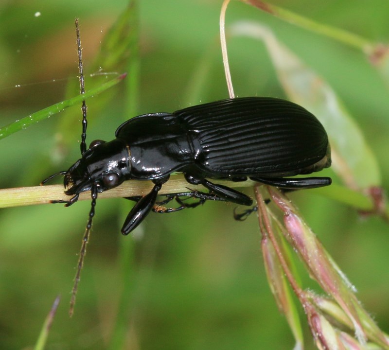 Жужелица Pterostichus brevicornis