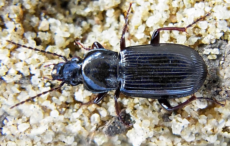 Жужелица Pterostichus brevicornis
