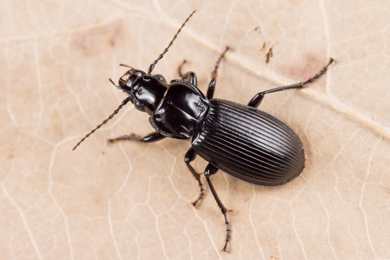 Жужелица Pterostichus brevicornis
