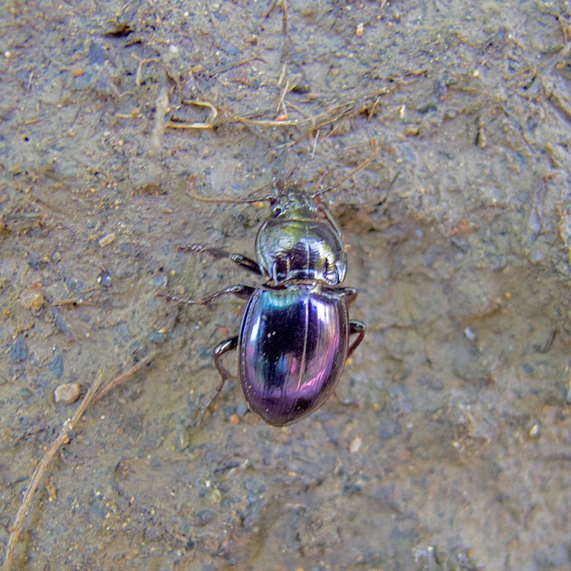 Alosinus chalybaeus