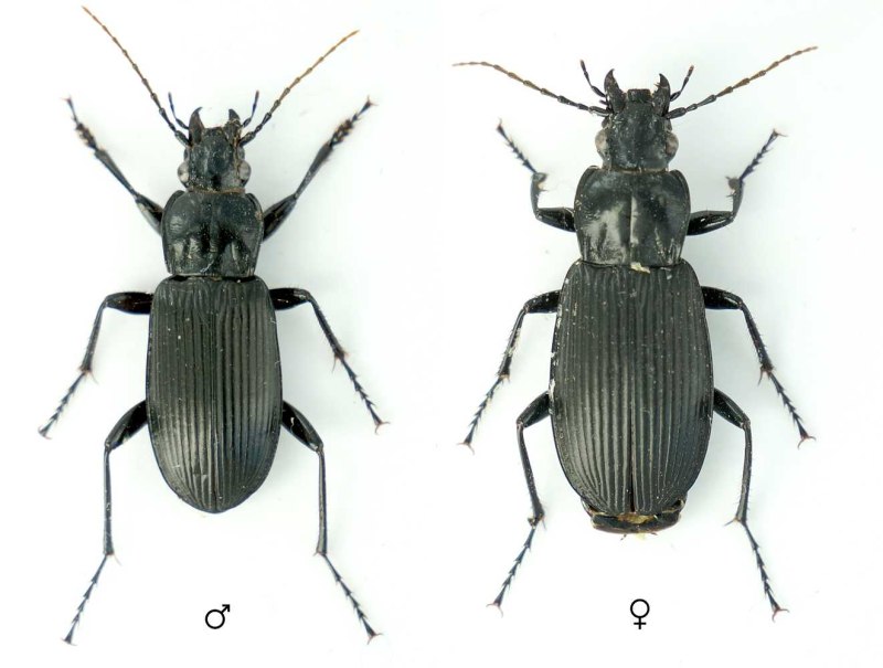 Птеростих черный (Pterostichus Niger)