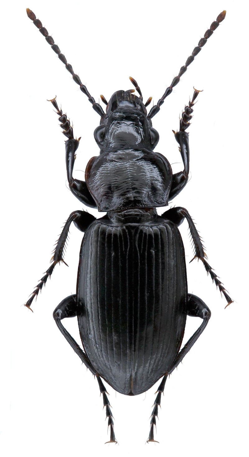 Жужелица Pterostichus brevicornis