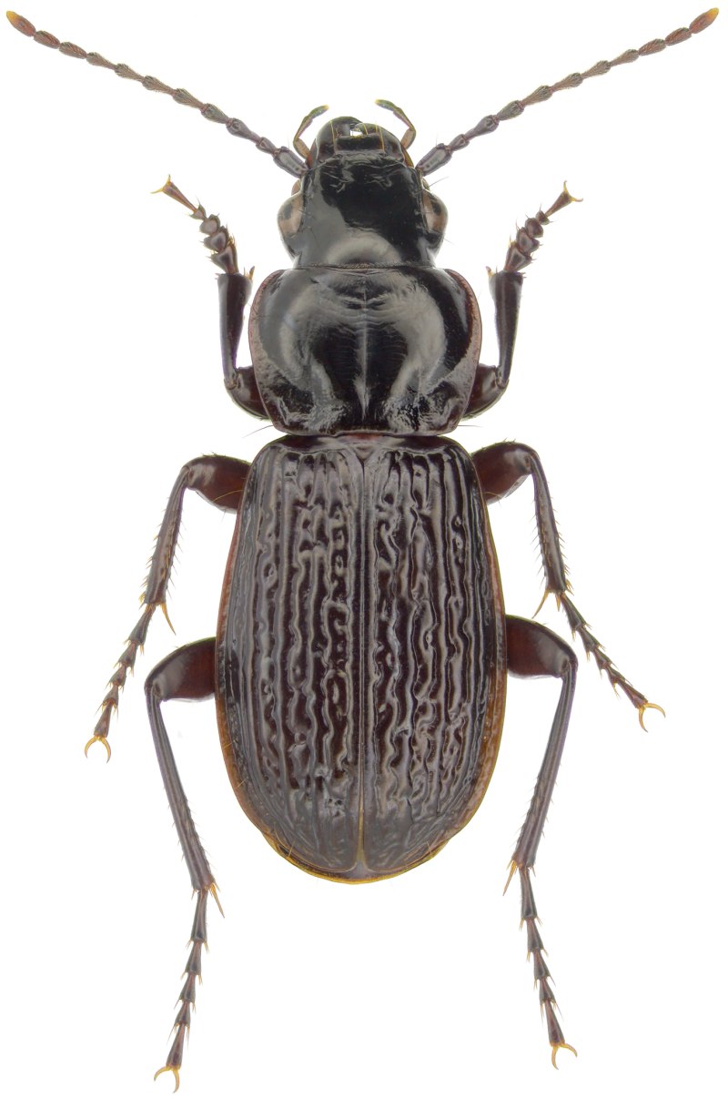 Жужелица Pterostichus brevicornis