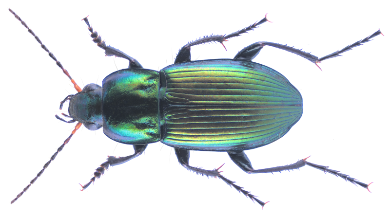 Poecilus cupreus Linnaeus, 1758