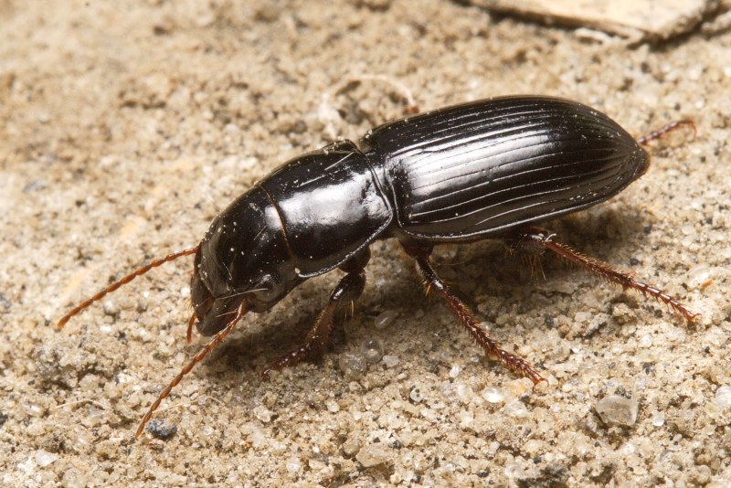 Acinopus laevigatus