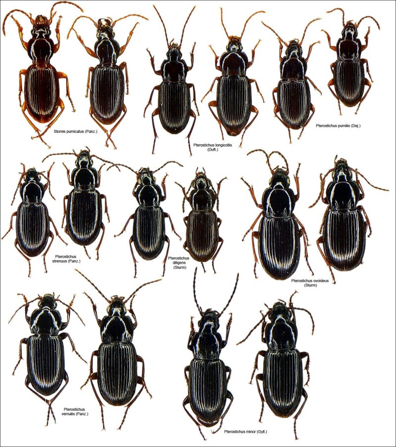 Pterostichus Minor