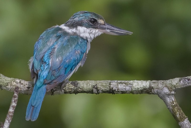 Todiramphus Chloris