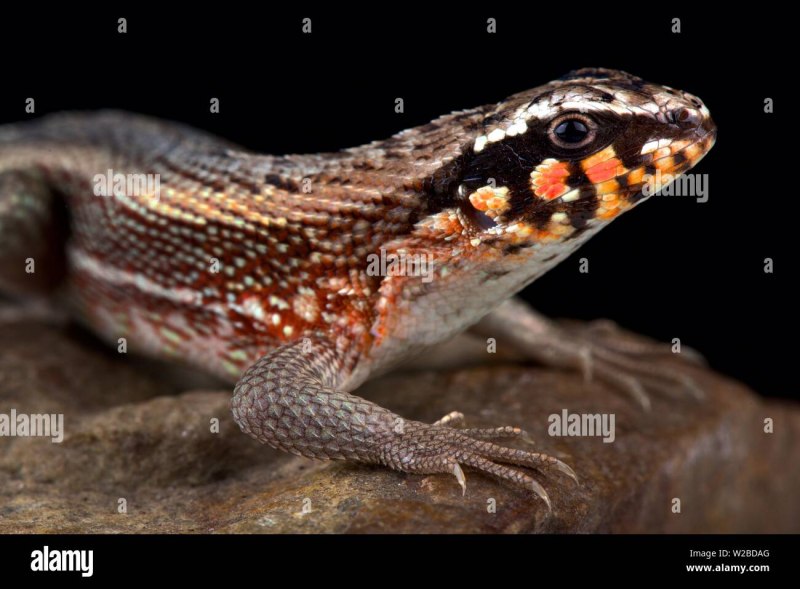 Leiocephalus personatus
