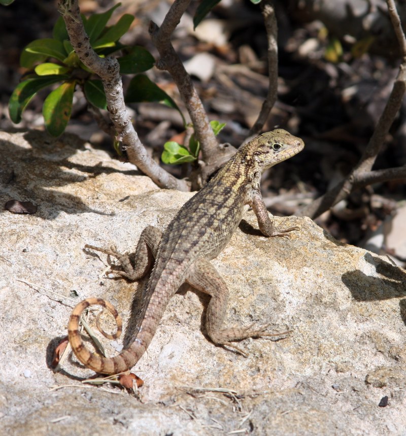 Игуана масковая килеватая (Leiocephalus carinatus)