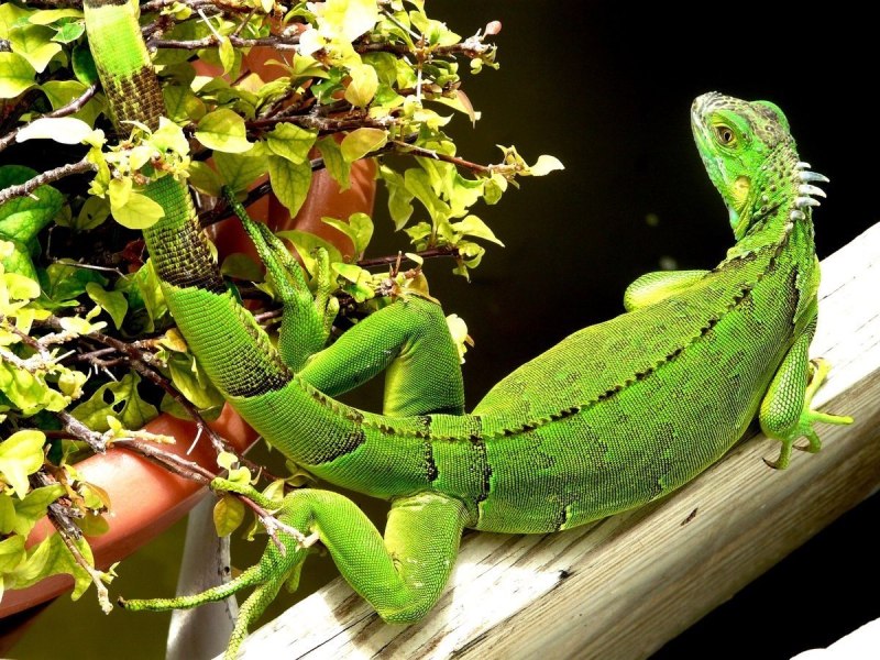 Зеленая игуана (Iguana Iguana)