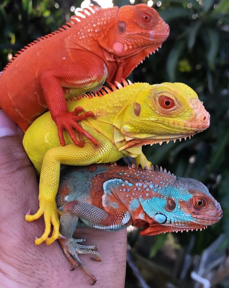 Игуана красная (Iguana Iguana)