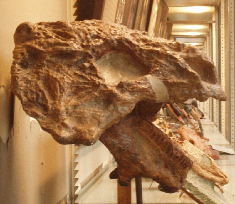 Scutosaurus karpinskii