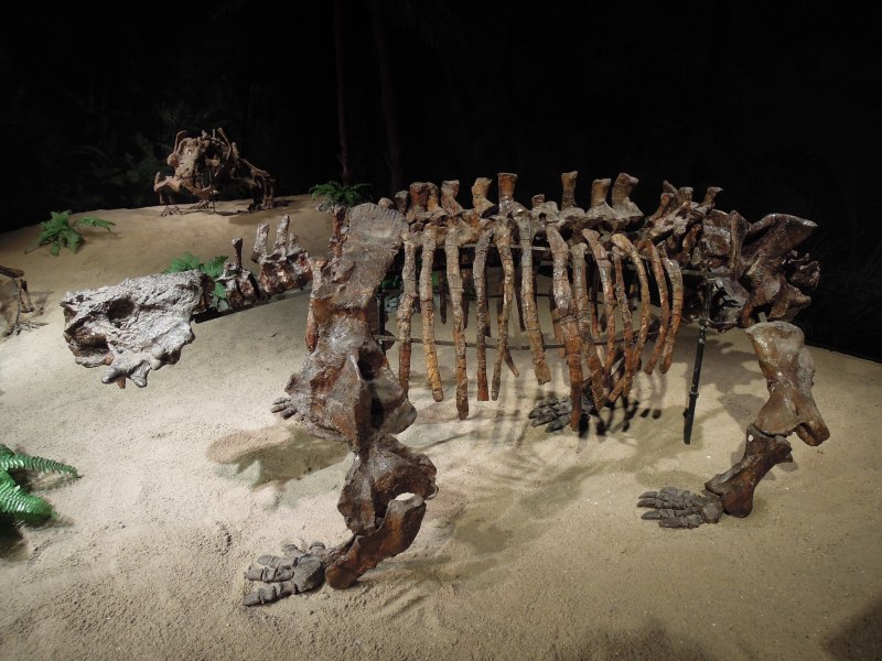Scutosaurus karpinskii