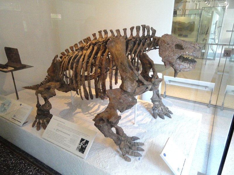 Scutosaurus karpinskii