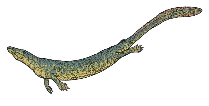 Mosasaurus Conodon