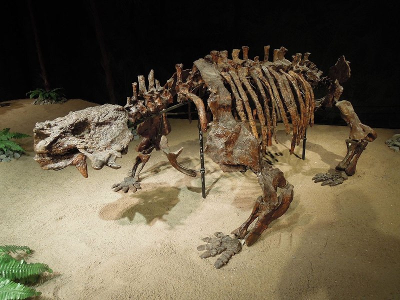 Scutosaurus karpinskii