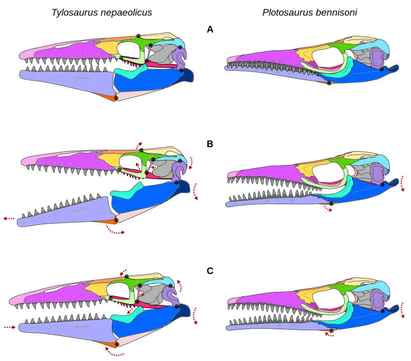 PLOTOSAURUS