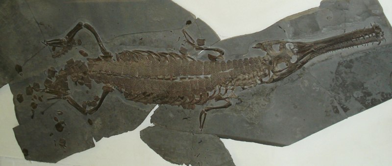 Steneosaurus bollensis