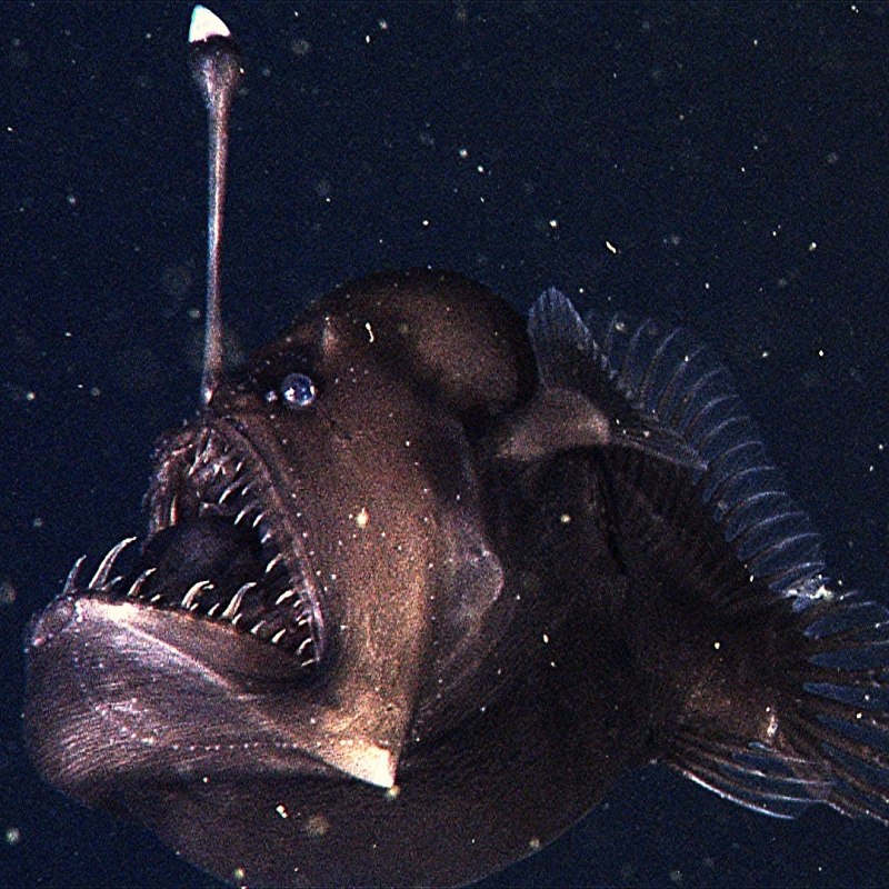 Морской черт удильщик