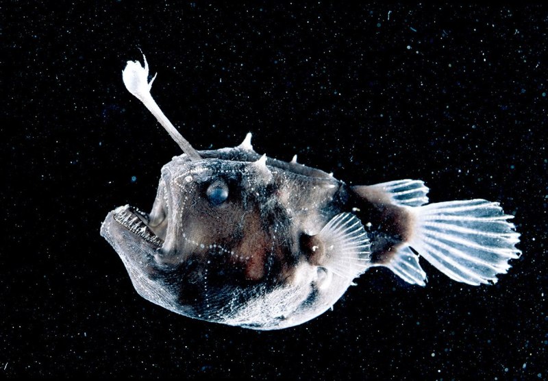 Морской черт удильщик