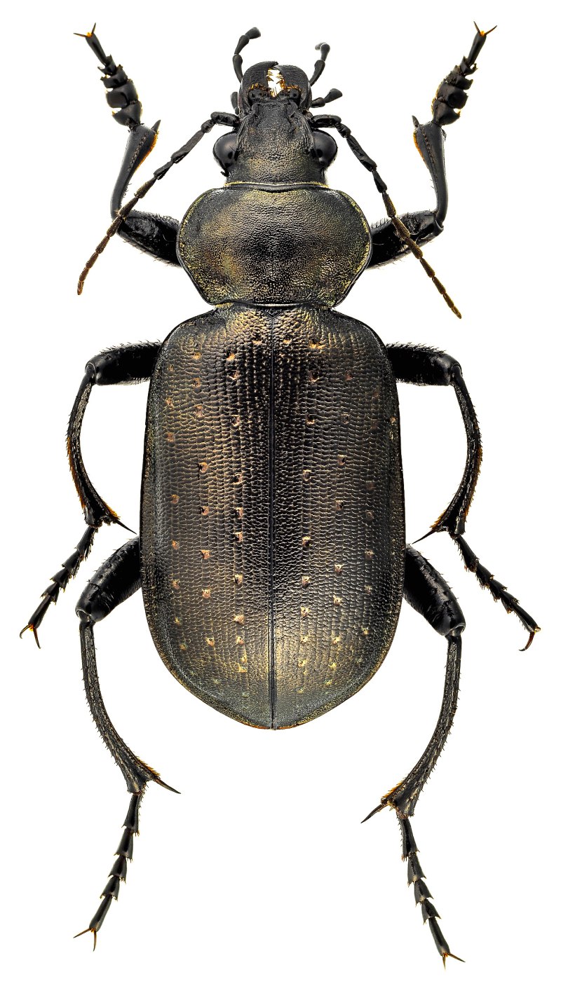 Calosoma auropunctatum