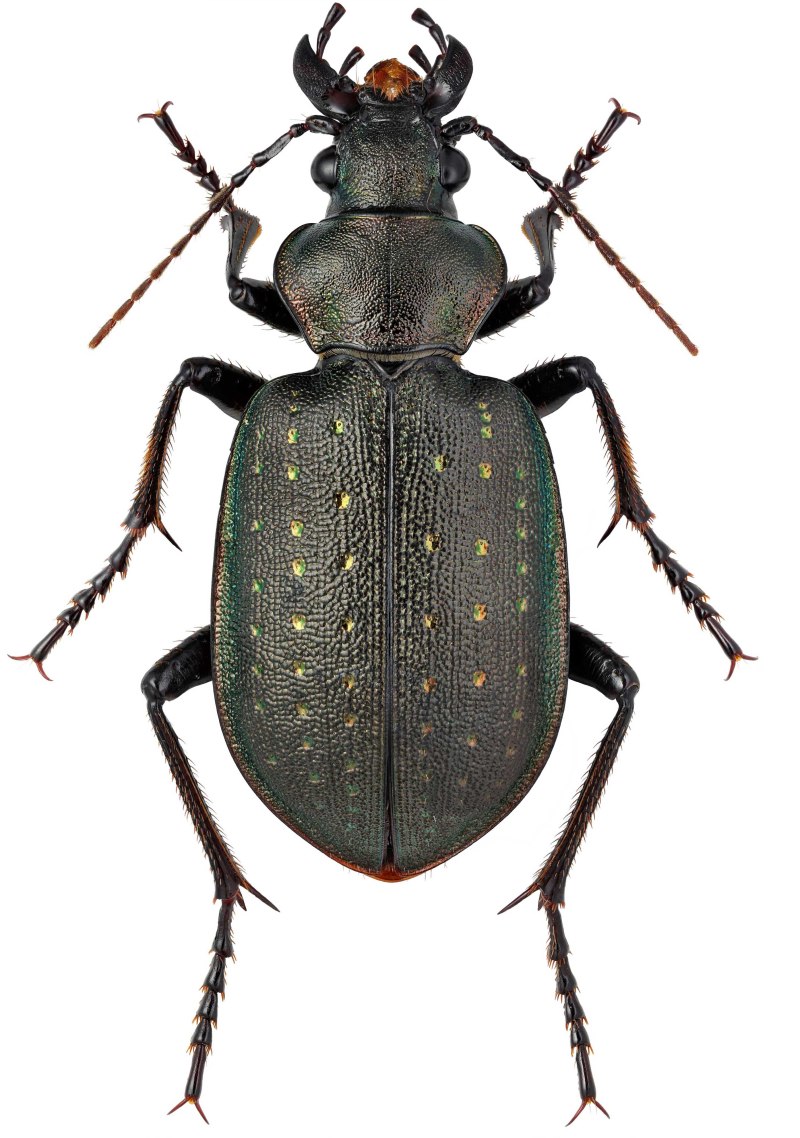 Calosoma (Campalita) auropunctatum