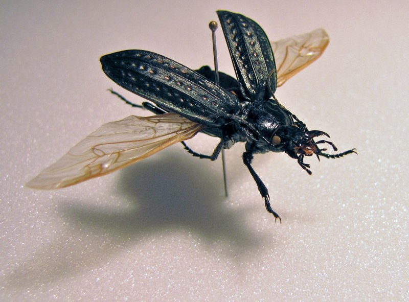 Carabus (limnocarabus) clathratus