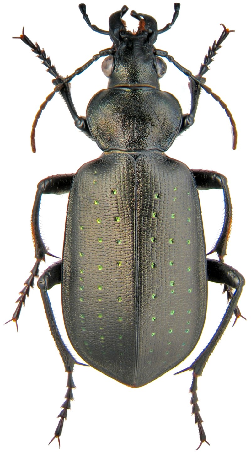 Calosoma auropunctatum