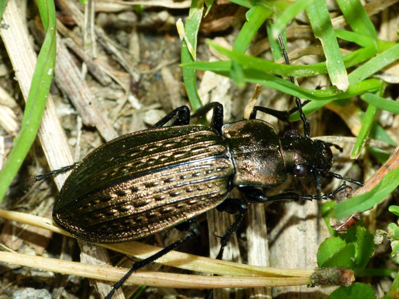 Жужелица Carabus granulatus