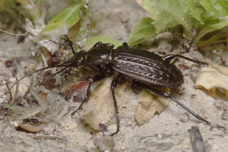 Жужелица Carabus granulatus