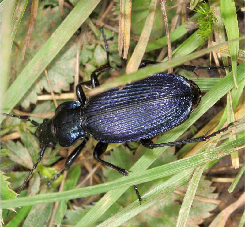 Carabus Prometheus Prometheus