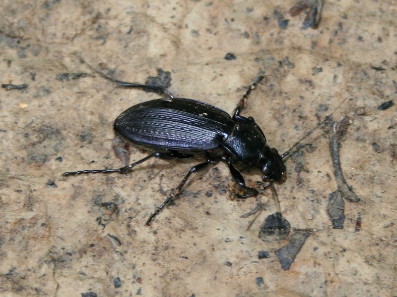 Жужелица Carabus granulatus