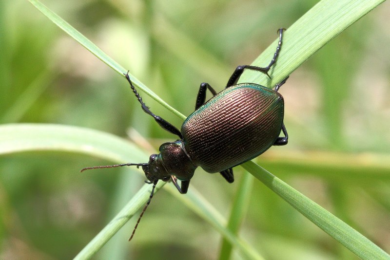 Красотел бронзовый Calosoma Inquisitor