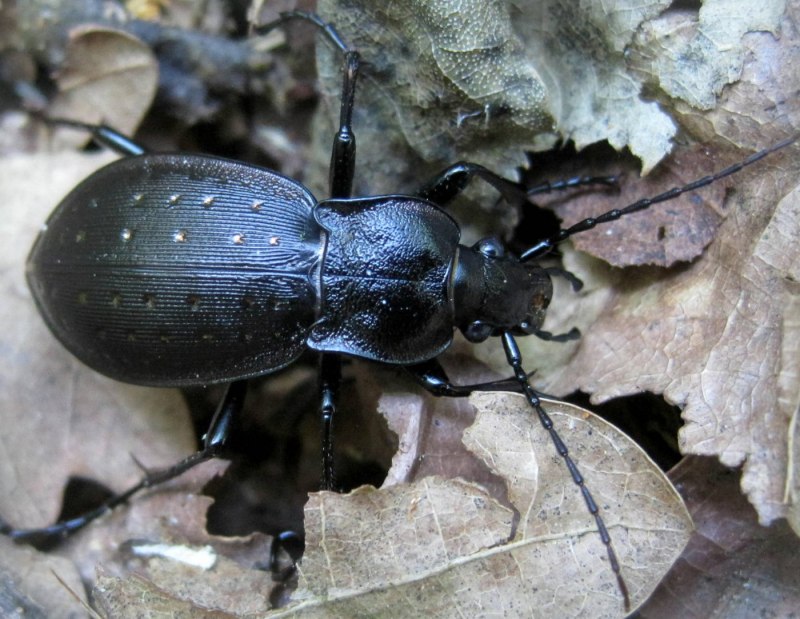 Carabus Hortensis