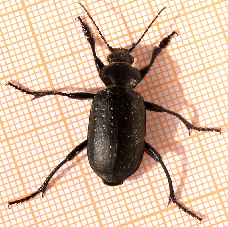 Calosoma (Campalita)