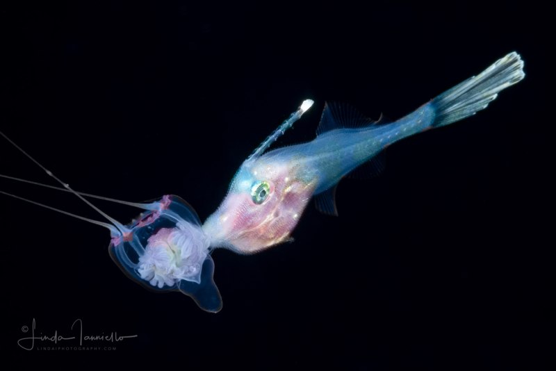 Harlekin Filefish