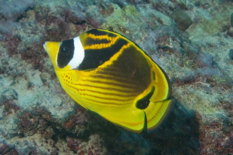 Бабочка енот, s /Chaetodon lunula