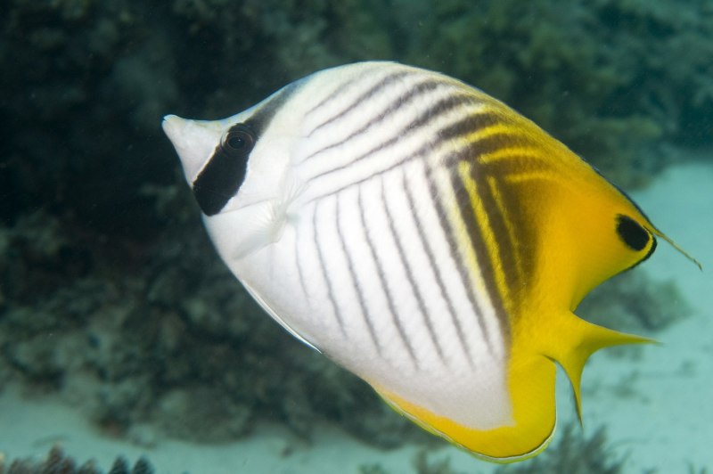 Chaetodon Auriga