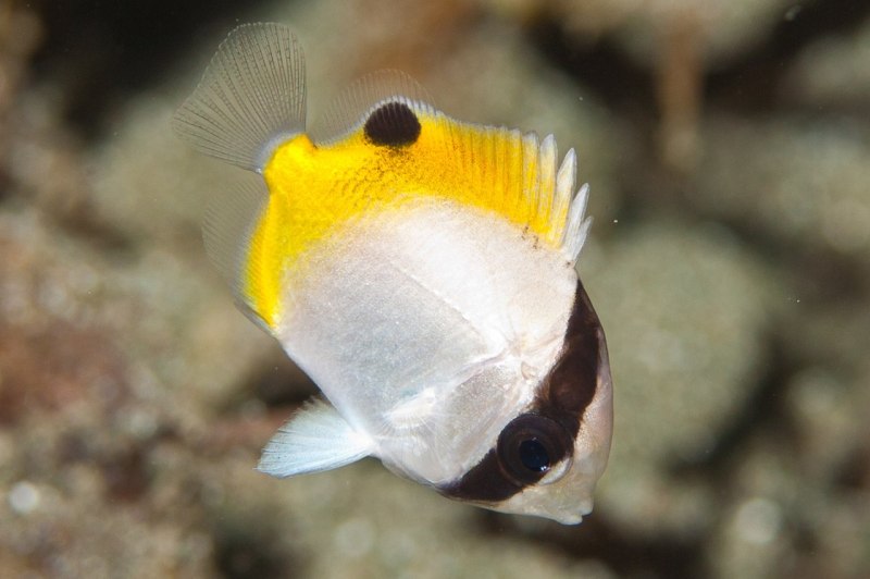 Chaetodon Auriga