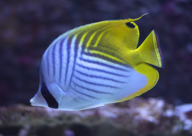 Chaetodon Auriga