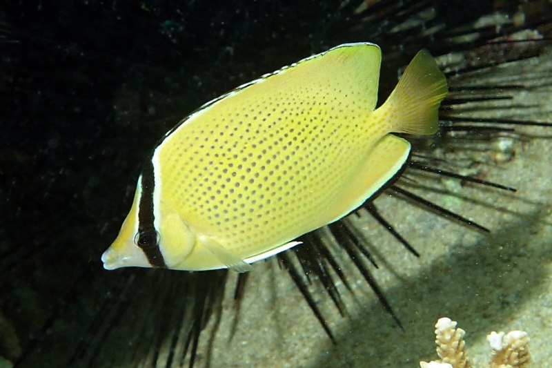 Chaetodon citrinellus