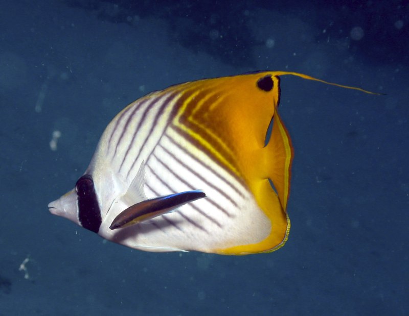 Chaetodon Auriga