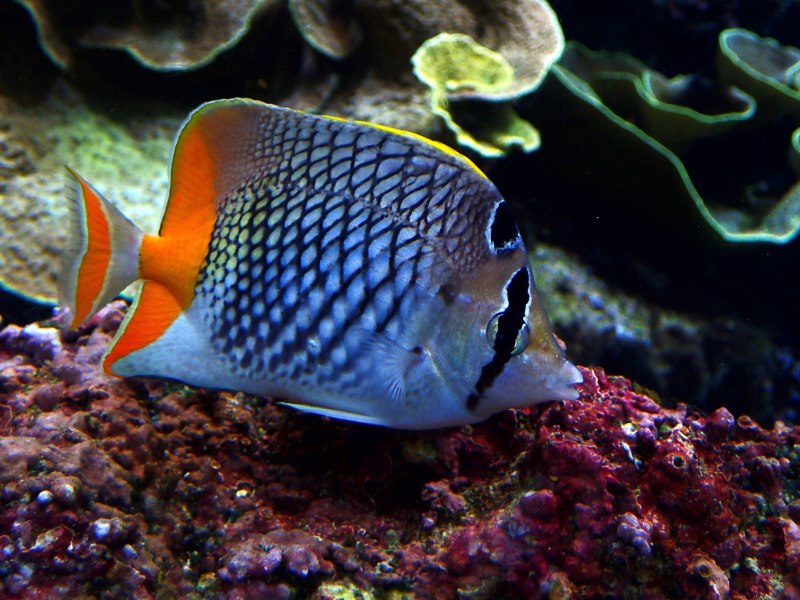 Chaetodon xanthurus