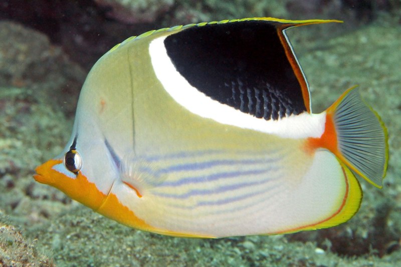 Chaetodon ephippium