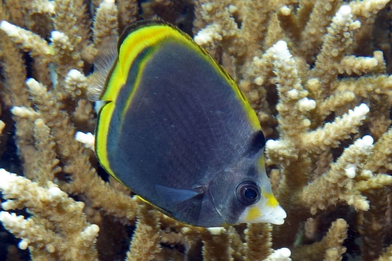 Chaetodon xanthurus