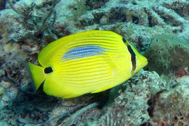 Chaetodon semilarvatus