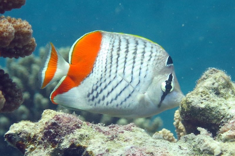Chaetodon Auriga